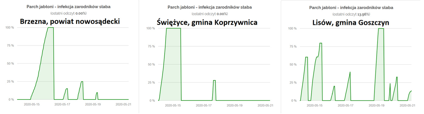 Parch jabłoni - infekcja zarodników