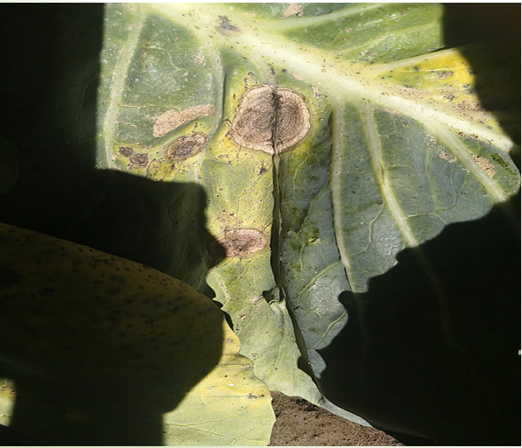 Obraz zawierający Fitopatologia, na wolnym powietrzu, Liść, zieleńOpis wygenerowany automatycznie