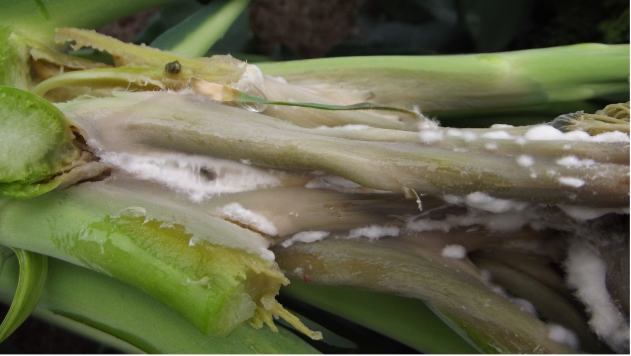 Obraz zawierający roślina, Roślina lądowa, Łodyga, zieleńOpis wygenerowany automatycznie