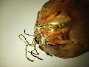 Obraz zawierający jedzenie, warzywo, cebulaOpis wygenerowany automatycznie