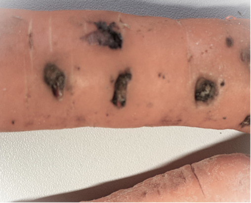 Obraz zawierający ignam, osoba, batatOpis wygenerowany automatycznie